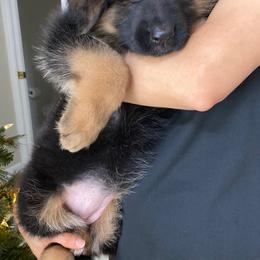 German Shepherd Puppies from Broward Shepherds