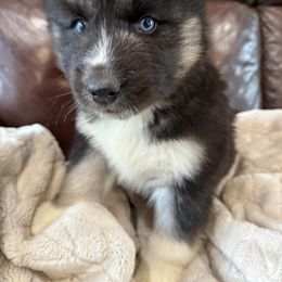 Pomsky and Siberian Husky Puppies from Osiris’s Siberians & Pomskies