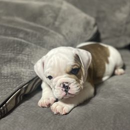 Bulldog Puppies from Shelby's English Bulldogs