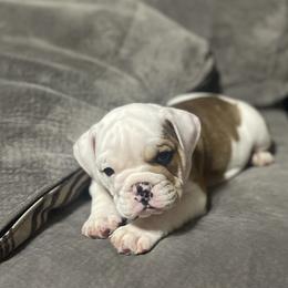Bulldog Puppies from Shelby's English Bulldogs