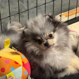 Zia - Pomeranian
