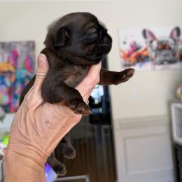Billy - Belge male Brussels Griffon puppy in Gastonia, North Carolina from BZB Frenchies, Griffs & Long hair Chihuahuas