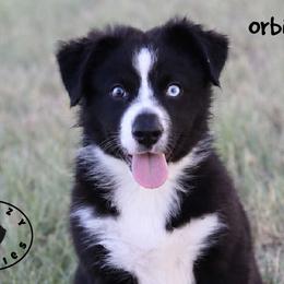 Orbit - Black & white female Miniature Australian Shepherd puppy in Garden Plain, Kansas from Krazy K Aussies