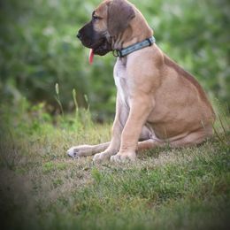 Great Dane Puppies from Kirk’s Dane Farm