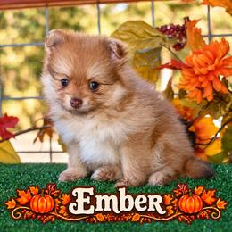Ember - Chocolate sable female Pomeranian puppy in Cleveland, Georgia from Sourpatch Pomeranians