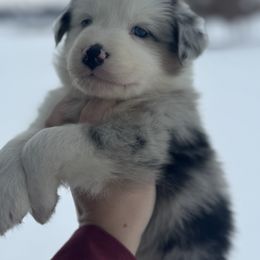 Zero - Blue merle male Australian Shepherd puppy in Laotto, Indiana from Circle B working Aussies