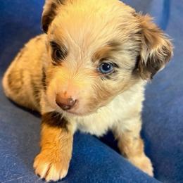 Meadow - Red merle female Toy Australian Shepherd puppy in Union Grove, North Carolina from Grove Farm