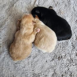Pomeranian puppies from Heart Of Texas Pom's