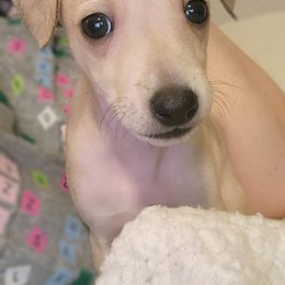 Brussels Griffon and Italian Greyhound Puppies from Adornare Kennels