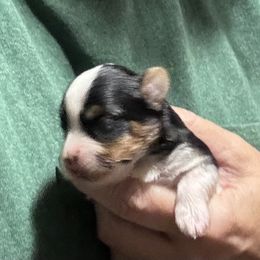 Bently - Parti male Yorkshire Terrier puppy in Wagoner, Oklahoma from Rosenthal Yorkies