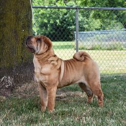Chinese Shar-Pei Puppies from Shine Shar-Pei