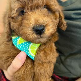 Goldendoodle Puppies from Sunnydoodle Utah