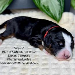 Aspen - Tri-color male Bernedoodle puppy in Orange, Texas from Walk with Me Doodles