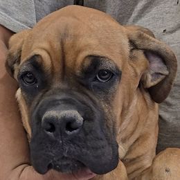 Hot Pink Collar Girl - AKC and ICCF - Fawn female Cane Corso puppy in Gorman, Texas from McOmber Country Kennels