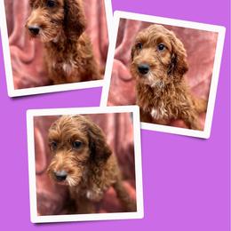 Honey - Red female Irish Doodle puppy in Bluefield, Virginia from Love on a Leash