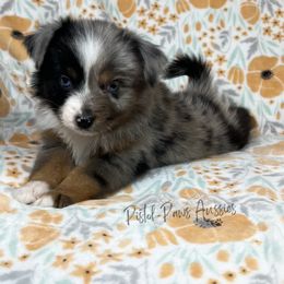 Miniature Australian Shepherd and Toy Australian Shepherd Puppies from Pistol Paws Aussies