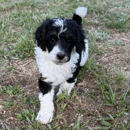 Marigold - Phantom female Poodle puppy in Peyton, Colorado from Fuzzybottoms Ranch LLC
