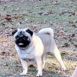 Graham - Pug