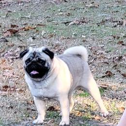 Graham - Pug