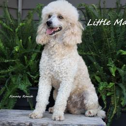 Little Man - Poodle