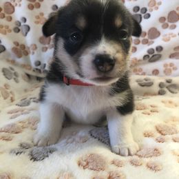 Girl - Red - Pembroke Welsh Corgi puppy in Waynesboro, Virginia from River Ridge Corgis
