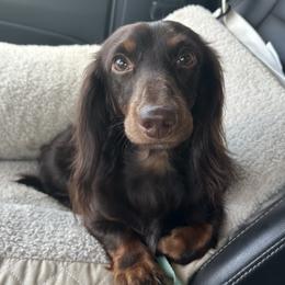 JB- central Florida ONLY - pet no breeding - Chocolate and tan male Dachshund puppy in Lakeland, Florida from Elite Doxies Florida