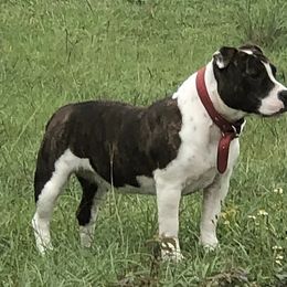 Staffordshire Bull Terrier All Grown Up from Coalminer's Kennel