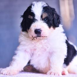 Blue - Black and white male Bernedoodle puppy in Macomb, Oklahoma from Fife and Wife Ranch LLC