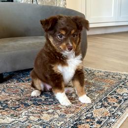 CORAL - Red tri-color female Miniature American Shepherd puppy in Bixby, Oklahoma from Roeboat Aussies