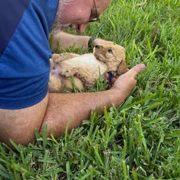 Blue Boy - Red  male Goldendoodle puppy in Cape Coral, Florida from GoldenDoodles Cape Coral