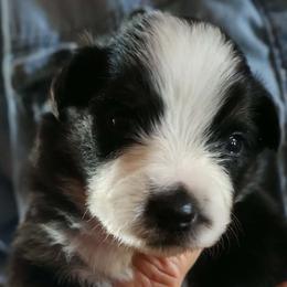 Boy 5 - Black & white male Miniature American Shepherd puppy in Rensselaerville, New York from Callen Kennels
