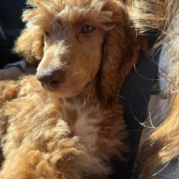 Stetson - Apricot male Poodle puppy in Dayton, Washington from Country Sundance Poodles