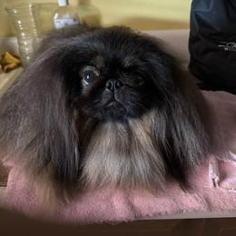 Max - Pekingese