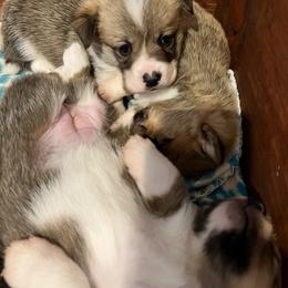 Pembroke Welsh Corgi Puppies from Camp Corgis