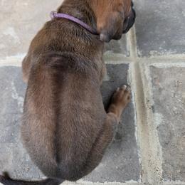 Harrald - Rd whtn blk nose male Rhodesian Ridgeback puppy in Gaffney, South Carolina from Circle D Farms