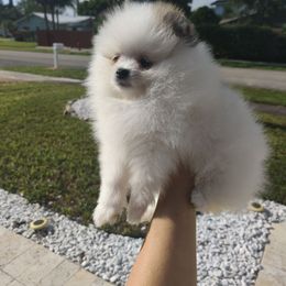 Girl 2 - White Pomeranian puppy in Fort Lauderdale, Florida from El'Cienna Poms