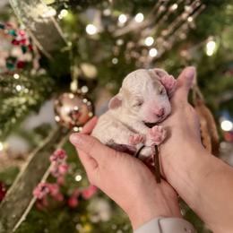 Boy 2 - male Poodle puppy in Dunn, North Carolina from Sandy Creek Kennels