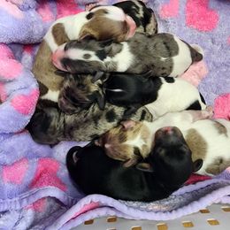 Cockapoo puppies from Raven Oak's Mini Cockapoos