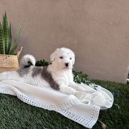 Old English Sheepdog and Sheepadoodle Puppies from Desert Sheepies