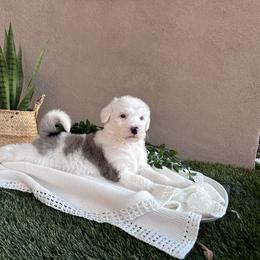 Old English Sheepdog and Sheepadoodle Puppies from Desert Sheepies
