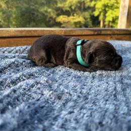 Teal Collar - Chocolate female Boykin Spaniel puppy in Comer, Georgia from Weavers Kennels