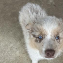 Miniature Australian Shepherd Puppies from Edwina's Aussies