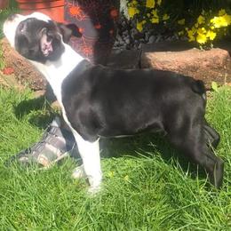 Boston Terriers from Meier’s Gentleman Bostons