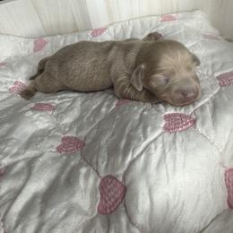 Mickey - Fawn (isabella) and cream male Dachshund puppy in Menifee, California from The Weenie Hut Doxies