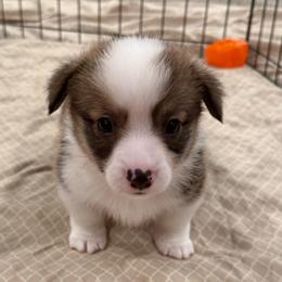 Smooch - Sable male Pembroke Welsh Corgi puppy in Arcanum, Ohio from Weissway Corgis