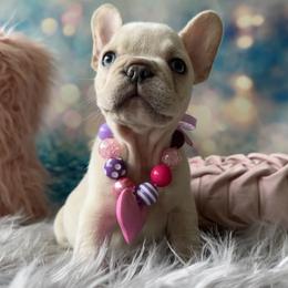 Bulldog and French Bulldog Puppies from Southern Standard Bulldogs