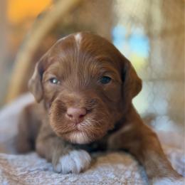 Bones - Red  male Goldendoodle puppy in Cannon County, Tennessee from Hilltop Doodles and Poodles