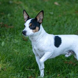 Enzo - Toy Fox Terrier