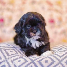 Obsidian - Black and white female Companion Cross puppy in Green Bluff, Washington from Habibi Bears - Beloved Teddy Bear Puppies