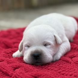 Frosty - Yellow male Labrador Retriever puppy in Lenoir, North Carolina from Wooten Retrievers